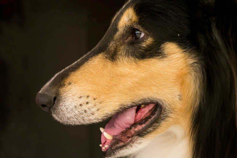 コリー犬の写真